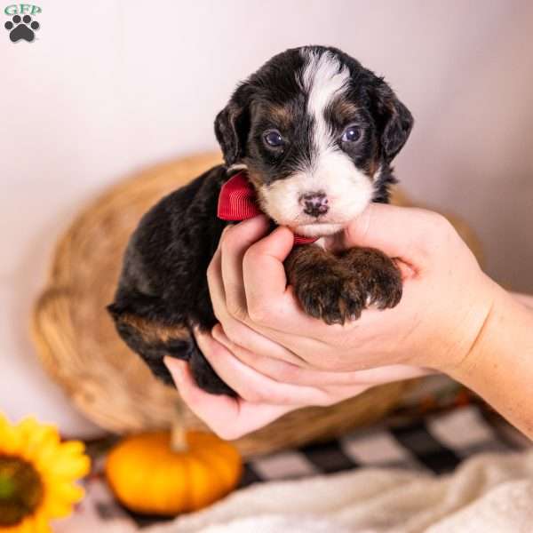 Hercules, Bernedoodle Puppy